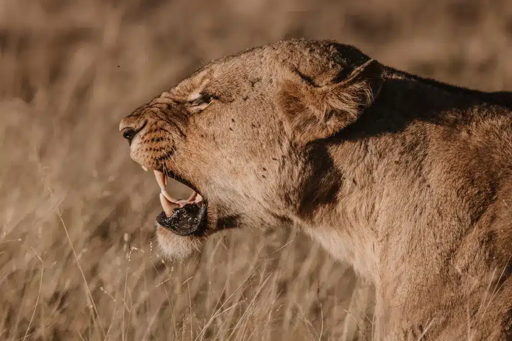 Holidays to Africa with The Luxury Travel Club