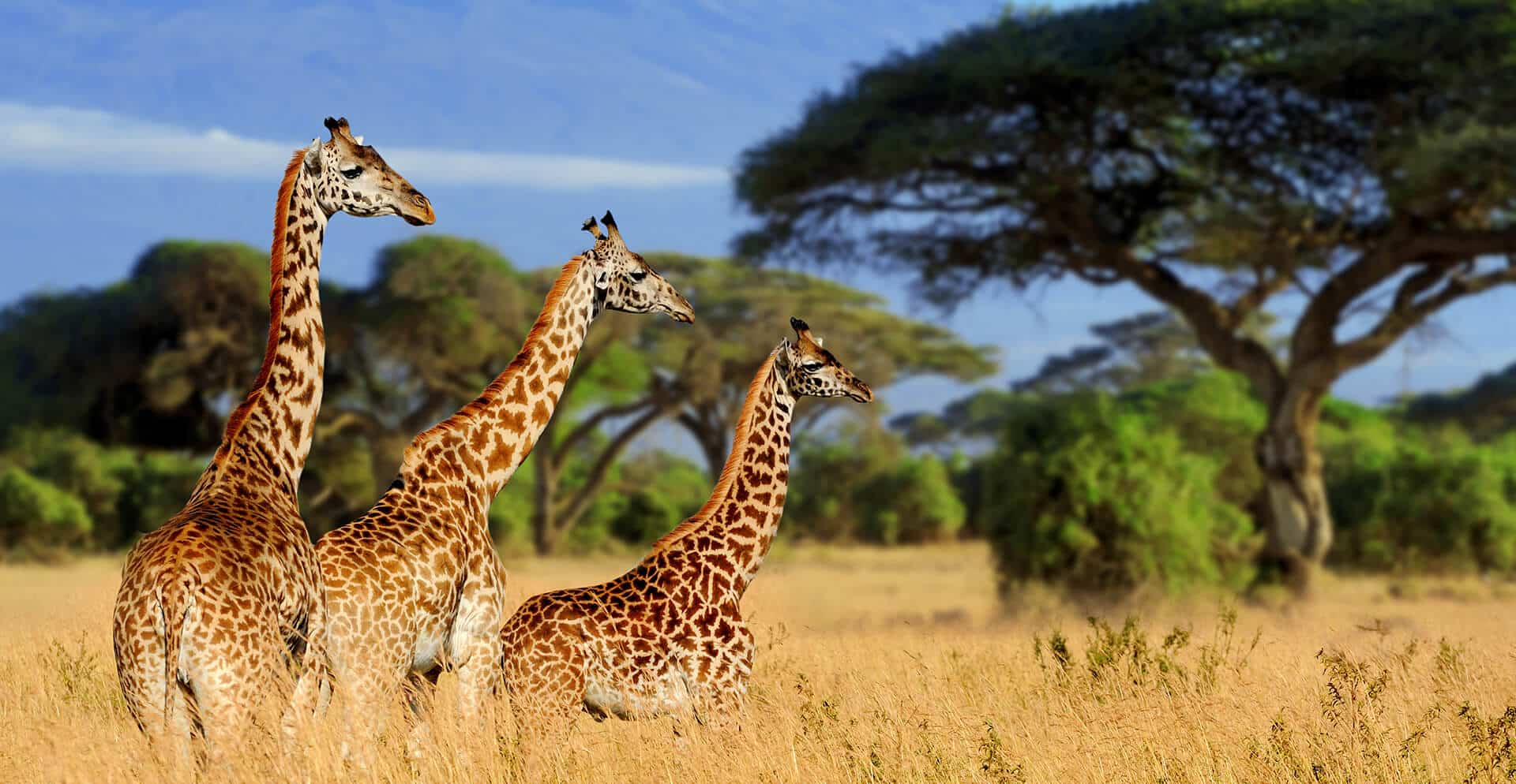 Tanzania Holidays: Unforgettable Adventures