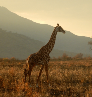 Safari Holidays