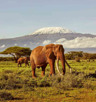 Africa